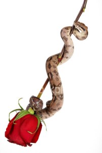 Lady in the Rose Garden