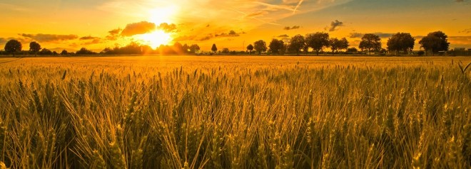 Waiting for a harvest