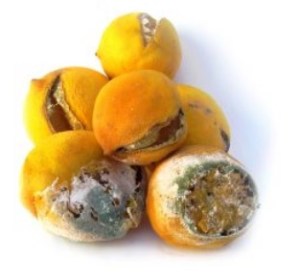 A good tree cannot produce bad fruit, nor can a bad tree produce good fruit. (Matt 7:18)